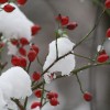 zauberhafte Winterwelt – fotografisch eingefangen von Emily