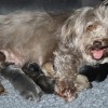 Toffi mit ihren fünf Babies